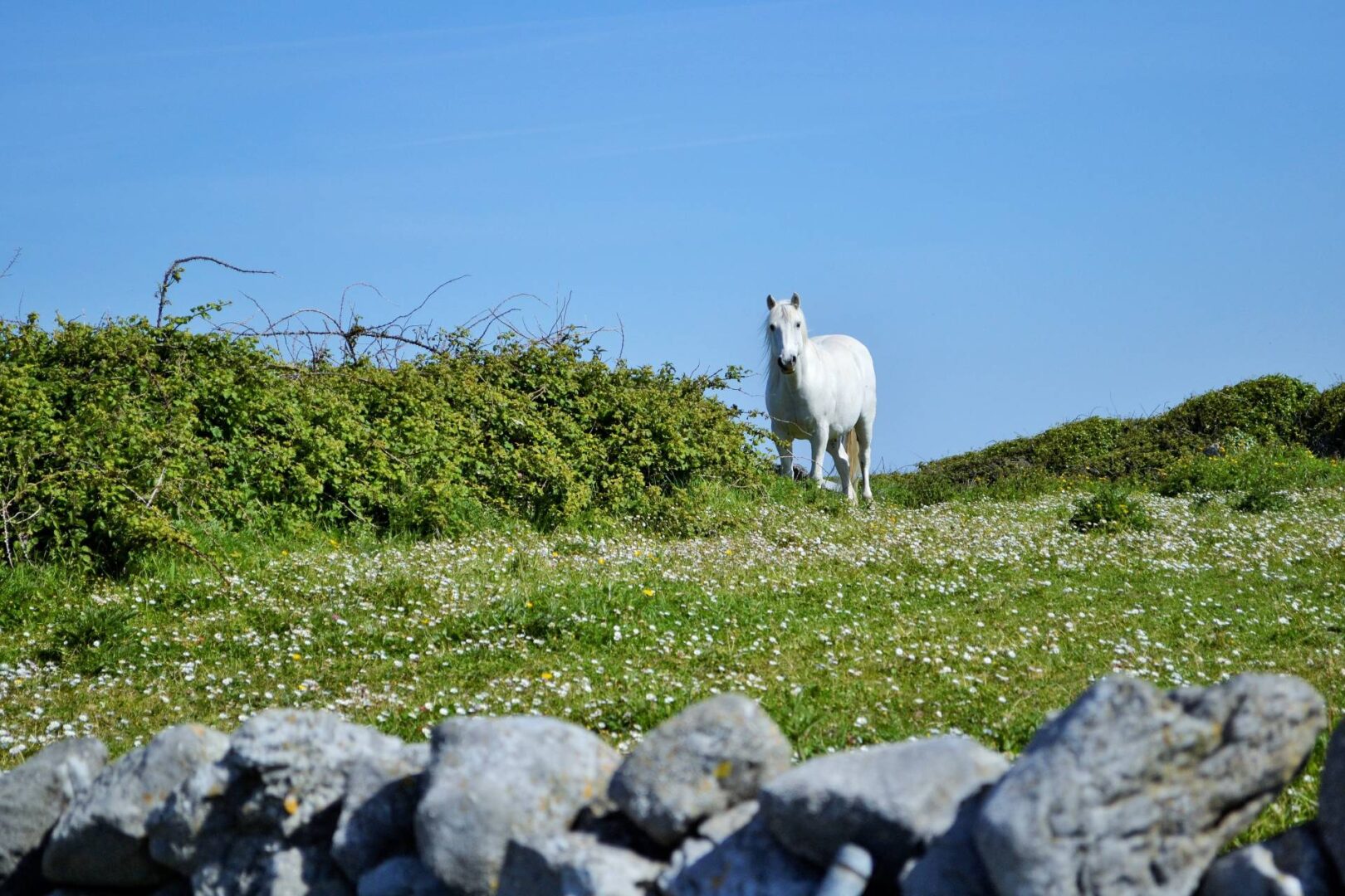 A white horse standing on top of a green field.